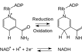线粒体素（NADH）是啥？图片