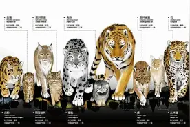 有一种大猫叫云豹图片