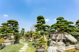 这个花木产区“痛”在哪里？如何解困？图片
