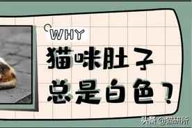 为什么猫咪的肚子多为白色？不同部位的白块又该怎么称呼？图片