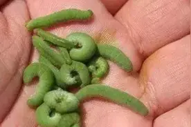 40个植保小偏方，不花钱，效果好！留着备用图片