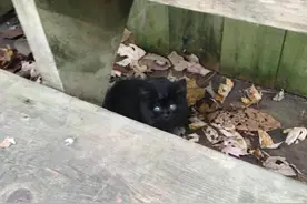 严寒天气，女子在院子里发现两只小黑猫，温暖的故事开始了图片