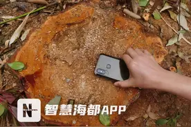 近十年香樟大道被毁，居然是物业擅自干的！福州龙旺康桥丹堤小区业主们怒了图片