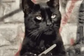 有趣的暴力猫咪GIF动图合集图片