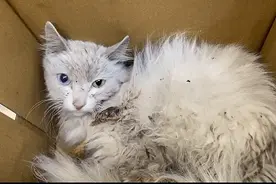 蒹葭：肛门里爬出蛆的异瞳小猫，肮脏狼狈难掩它的绝色美丽图片