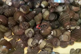 难怪大排档的炒螺这样好吃，原来加了这3样东西，滋味赛过小龙虾图片