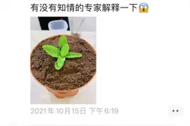 网传部分新能源汽车被“拒保”，上险费率较燃油车贵21%！真相来了图片