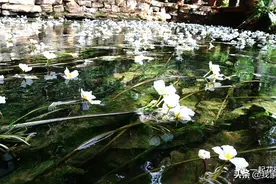 昆明人看“水性杨花”可以去这里！1 小时车程感受凉爽夏日图片