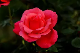 阳台上养这“8种”花，一年四季花开不断，天天闻花香图片