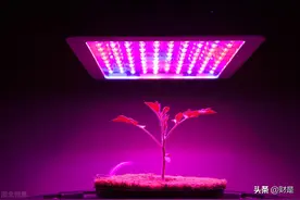 LED植物照明市场研究：扩容动能充足，植物照明市场放量在即图片