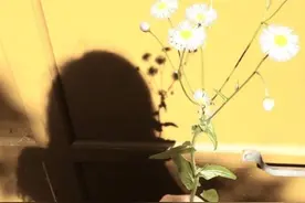 【心坎情话】写给未婚女青年的21条小秘密图片