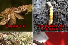 全方位了解一下冬虫夏草的各种知识图片