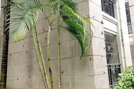 多地雨后密密麻麻，一只携带6000条寄生虫，严重可致死…孩子别碰图片