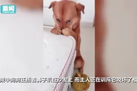 狗狗咬榴莲捂鼻子挨主人训 被评为全网最委屈狗狗图片