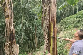 香蕉树心真的能吃吗？小伙现场讲解试吃感受，超大香蕉一颗几十斤图片