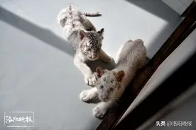 “洛阳籍”白虎龙凤胎即将满百日，快来认识一下吧图片