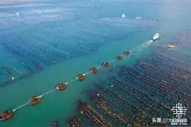 大连海带丰收了！图片
