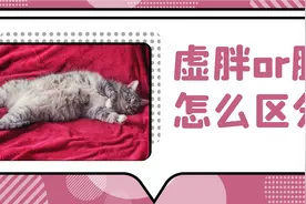 猫咪肚子圆鼓鼓，怎么区分是胖还是生病？图片
