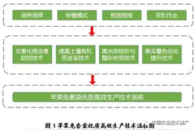 【2020十大引领性技术】苹果免套袋优质高效生产技术图片