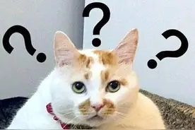 Python是什么？能干什么？图片