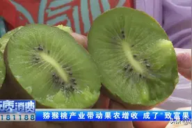 采摘猕猴挑 你会挑选吗？图片