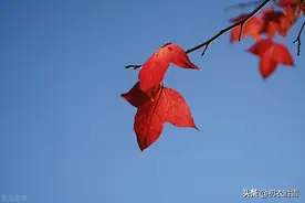 晚秋红叶黄花明丽诗词五首：红叶黄花三峡雨，高风亮节一天秋图片