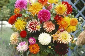 4月种上几棵大丽花，开花艳丽多姿，雍容华贵胜似牡丹图片