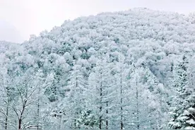 秦岭最大的蛇有多大？蛇王真的生活在这里吗？图片