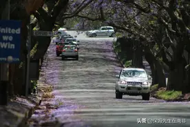 又是南非蓝楹花开季，满街花蜜香流窜图片
