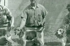 寻根问祖系列（121）：比格猎犬（Beagle）图片