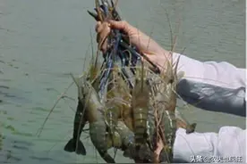 单只重1斤，1次产卵数千粒，比小龙虾味美，越南虾王会泛滥成灾吗图片