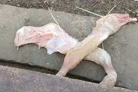 养殖户爆料：不该和夏洛莱配种，小牛腿都扯断了，赔了一万多图片