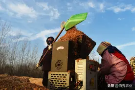 食用菌界的“贵族”，被农民争相种植的羊肚菌是骗局吗，坑在哪里图片