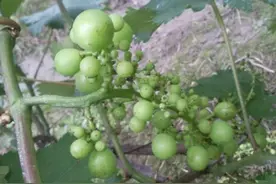 葡萄大小粒现象严重 怎样预防？图片