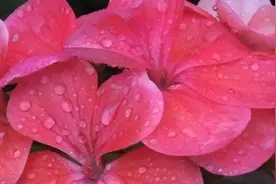 适合厨房的绿植图片
