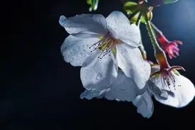 塔罗牌测试：你忘不掉TA，但是在他的心中还有你呢？TA还爱你吗图片