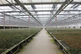 铁皮石斛：“中华仙草”的大健康之路图片