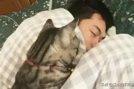 男主人赖床不起，猫咪冲过去伸爪试试鼻息，下一秒它的反应笑喷了图片