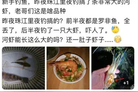 珠江里钓到抱卵大虾，罗氏沼虾是什么，它会像小龙虾一样泛滥吗？图片