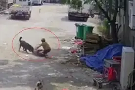 七旬老人被恶犬撕咬身亡！家属发声：很气愤狗还活着图片