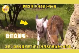 陕西这只“羊里羊气”的小鹿凭一己之力冲上热搜图片