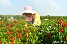 种着容易采摘难，效益是玉米的3倍，“望天猴”辣椒成农民主心骨图片