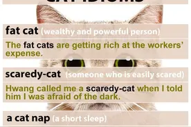 每日英语，cat（猫）的习语图片