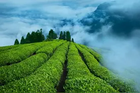 茅台、华为、竹叶青茶，超级品牌的时代来了图片