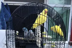 数千元一只的“蓝和尚”“小太阳”获救，嫌犯偷卖鹦鹉被刑拘图片