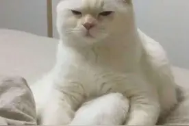 妈：敢把猫带回家！我就给你扔了。结果却把“我”赶出家门图片