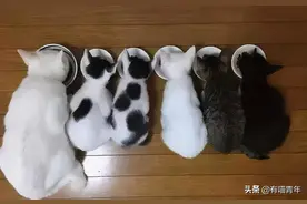 刷新三观！公猫跟公猫也会有爱的啪啪啪图片