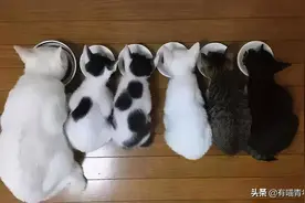 刷新三观！公猫跟公猫也会有爱的啪啪啪图片