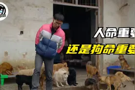 为了照顾流浪狗，连家都不顾了，人命重要还是狗命重要？纪录片图片