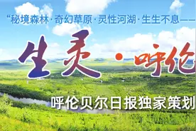 生灵·呼伦贝尔｜燕鸥来了不想回图片